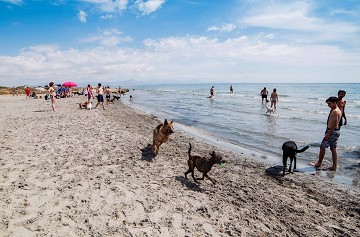 Meer en meer hondenstranden aan de costa's - Van Dam Estates