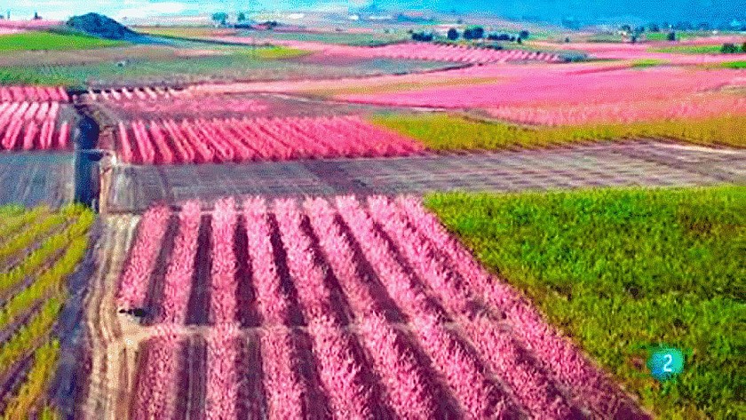 Eruptie van kleuren in de vallei bij Cieza - Van Dam Estates