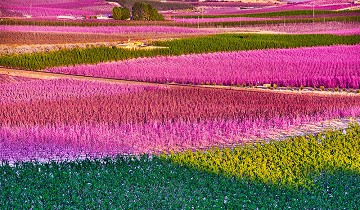 Eruptie van kleuren in de vallei bij Cieza - Van Dam Estates