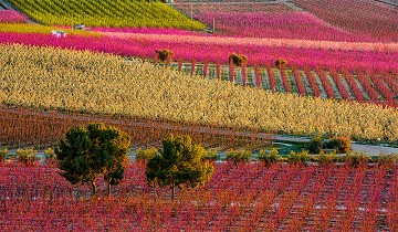 Farbausbruch im Tal bei Cieza - Van Dam Estates