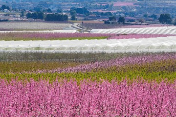 Eruptie van kleuren in de vallei bij Cieza - Van Dam Estates