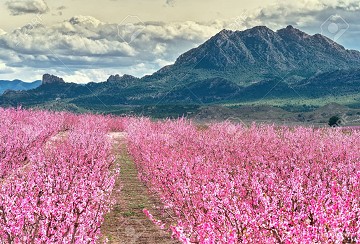 Eruption of colors in the valley near Cieza - Van Dam Estates