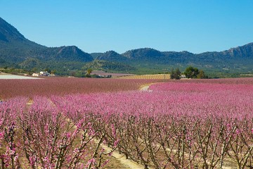 Eruptie van kleuren in de vallei bij Cieza - Van Dam Estates