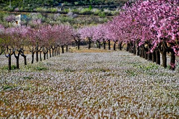 Eruptie van kleuren in de vallei bij Cieza - Van Dam Estates