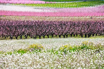 Eruptie van kleuren in de vallei bij Cieza - Van Dam Estates