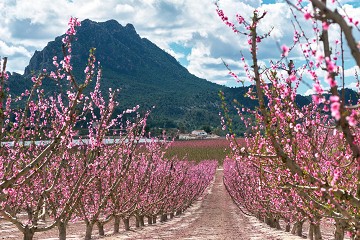 Eruptie van kleuren in de vallei bij Cieza - Van Dam Estates