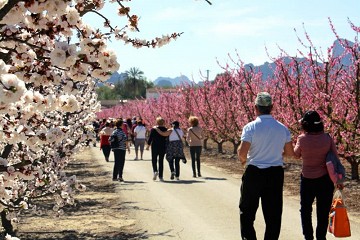 Eruption of colors in the valley near Cieza - Van Dam Estates