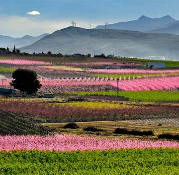 Farbausbruch im Tal bei Cieza - Van Dam Estates