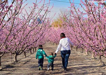 Eruptie van kleuren in de vallei bij Cieza - Van Dam Estates