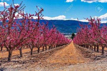 Eruptie van kleuren in de vallei bij Cieza - Van Dam Estates