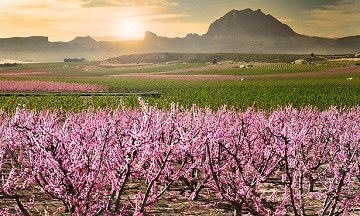 Eruptie van kleuren in de vallei bij Cieza - Van Dam Estates