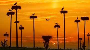 Greetings from the stork village - Van Dam Estates