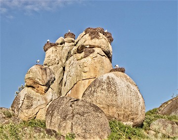 Grüße aus dem Storchendorf - Van Dam Estates