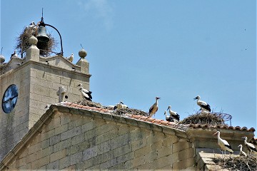 Grüße aus dem Storchendorf - Van Dam Estates