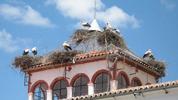 Greetings from the stork village - Van Dam Estates