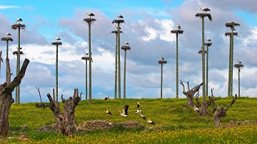 Greetings from the stork village - Van Dam Estates