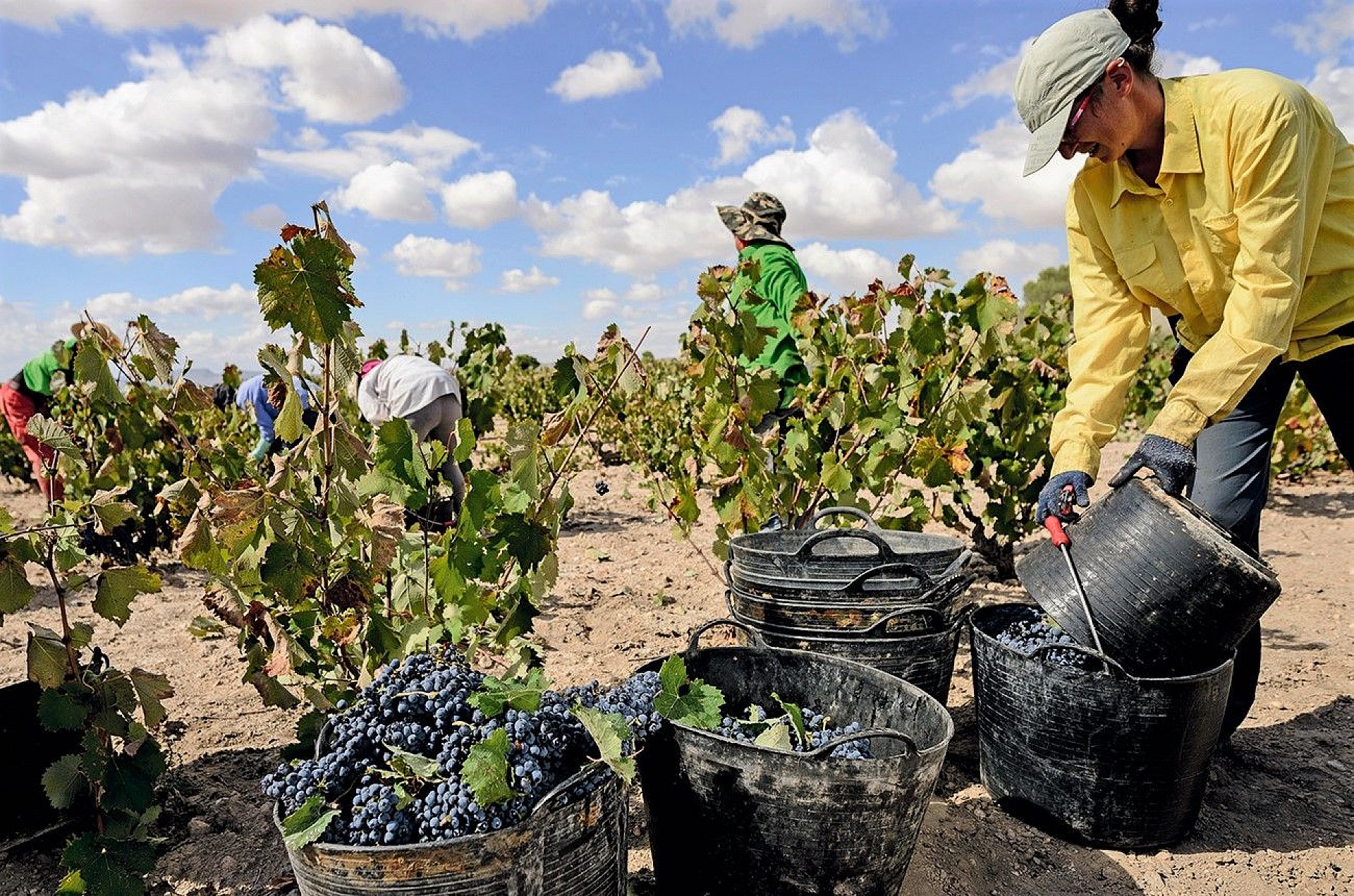 jumilla wine tour