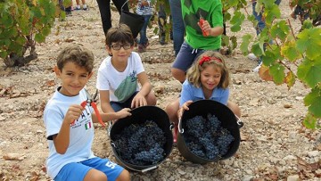 Jumilla wijn tour met keus uit 15 bodega's - Van Dam Estates