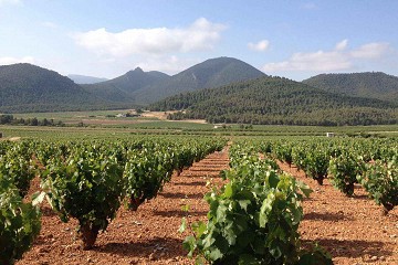 Tour del vino de Jumilla con una selección de 15 bodegas - Van Dam Estates