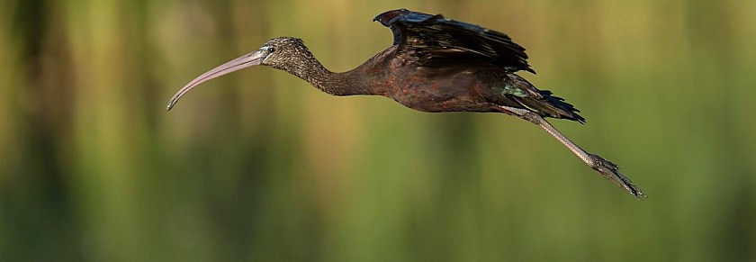 Costa Blanca buena para los observadores de aves - Van Dam Estates