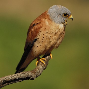 Costa Blanca buena para los observadores de aves - Van Dam Estates