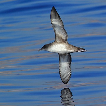 Costa Blanca gut für Vogelbeobachter - Van Dam Estates