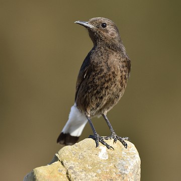 Costa Blanca buena para los observadores de aves - Van Dam Estates