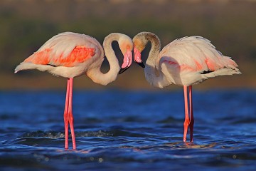 Costa Blanca gut für Vogelbeobachter - Van Dam Estates