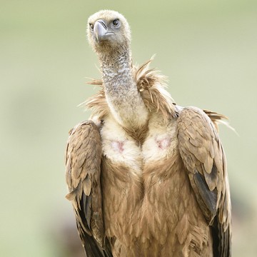 Costa Blanca buena para los observadores de aves - Van Dam Estates