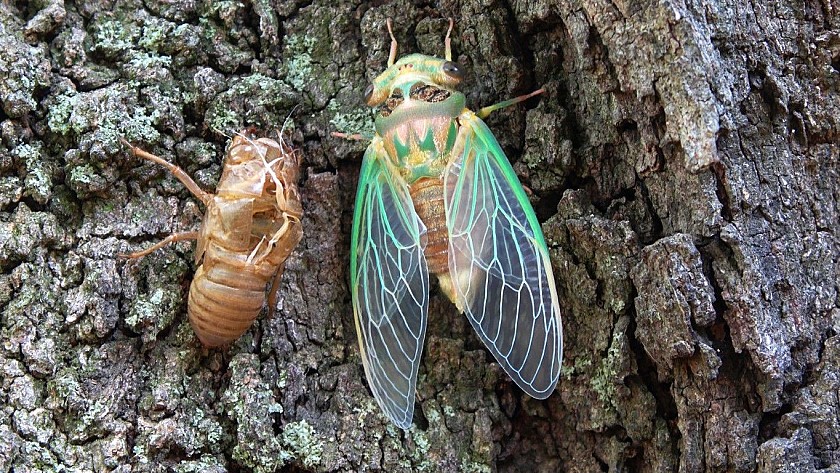 The wonderful Buzzzzz of the cicadas - Van Dam Estates