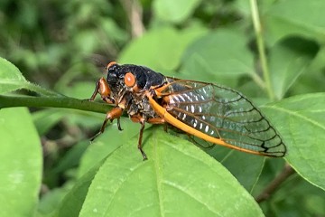 De wonderlijke Buzzzzz van de cicades - Van Dam Estates