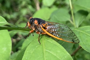 The wonderful Buzzzzz of the cicadas - Van Dam Estates