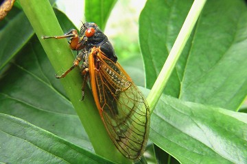 De wonderlijke Buzzzzz van de cicades - Van Dam Estates