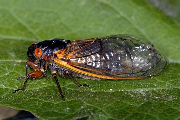 De wonderlijke Buzzzzz van de cicades - Van Dam Estates