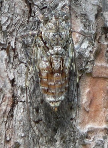 Der wunderbare Buzzzzz der Zikaden - Van Dam Estates