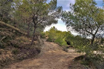 Walking in the hills behind the costas - Van Dam Estates